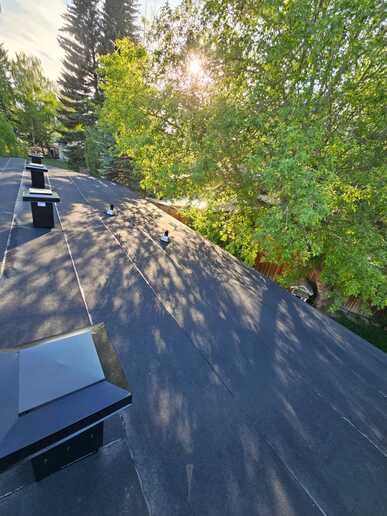 tree overhang over new flat roof installation